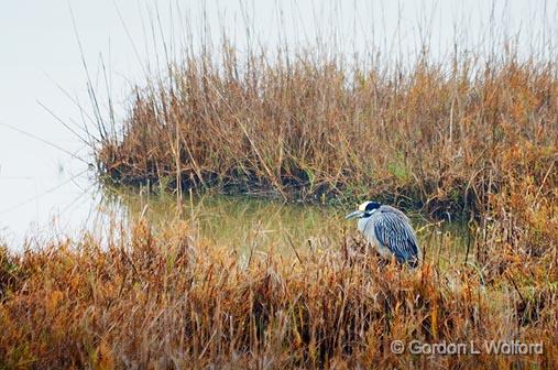 Heron In A Marsh_32425.jpg - Yellow-crowned Night Heron (Nyctanassa violacea)Photographed at the Magic Ridge Bird Sanctuary on the Gulf coast near Port Lavaca, Texas, USA.